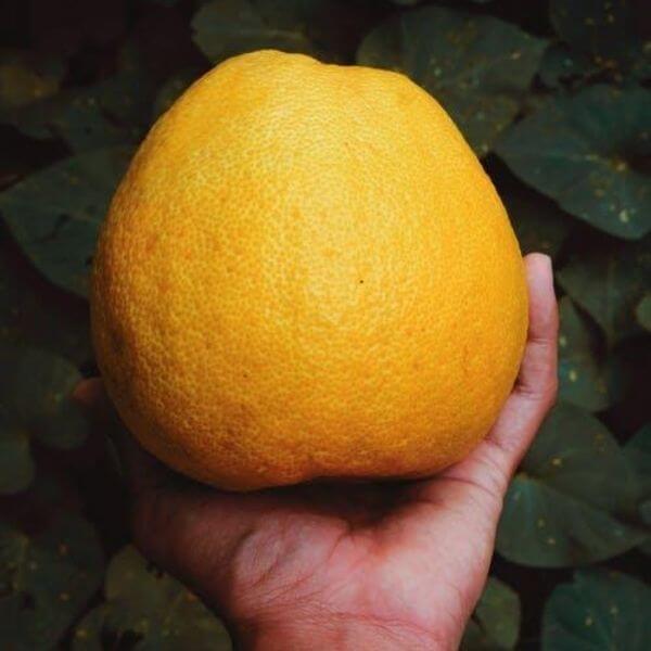 Pomelo is also on the list of rare fruits. The amazing fruit is 89% water and Vitamin C in it provides younger looking skin. 
