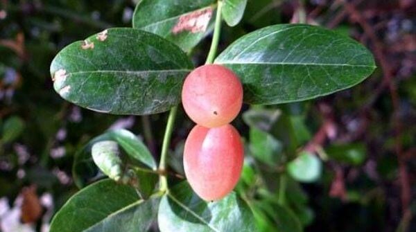 karonda the wild berry is one of the rare fruits in India.  It keeps the heart healthy and is beneficial for anemia as well. 