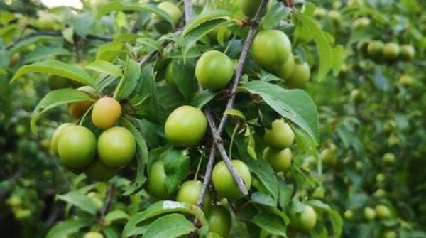 Ambarella also known as Indian plum, helps to boost immunity. It boosts the production of hemoglobin and protects the heart.  
