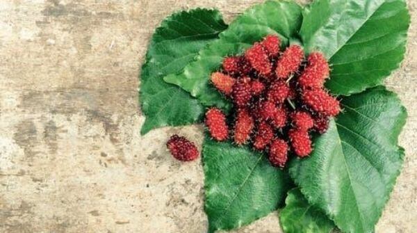 Mulberry is definitely on the list of rare fruits. It has anti-aging properties and also improves vision. The plant compound lowers the cancer risk. 