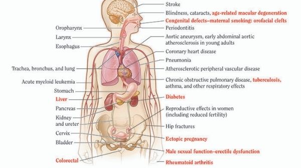 The harmful ill effect caused by smoking is causing damage to all organs & it will cause most chronic diseases & cancer.