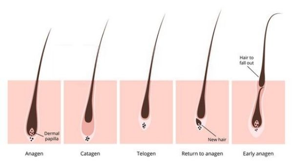 Anagen, catagen, telogen, and, exogen are stages of hair cycles that help to grow hair faster.
